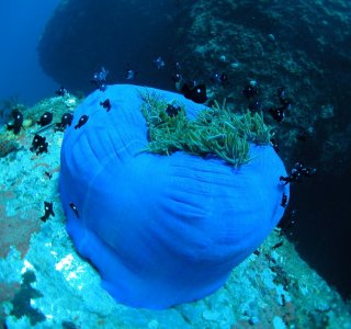 Обитатели морских глубин в Нячанге