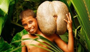 Сейшельские острова - орех коко-де-мер